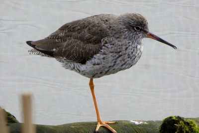 Close-up of a duck