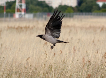 Side view of a bird flying at field