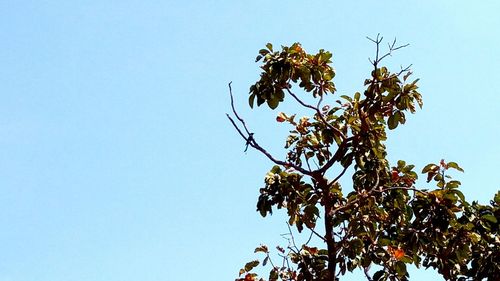 Low angle view of tree against clear blue sky