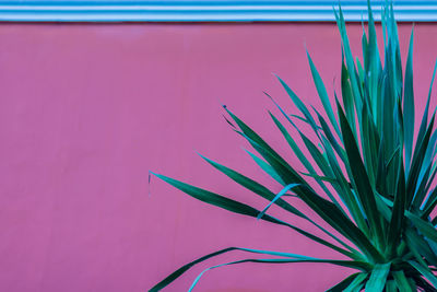 Close-up of plant against wall