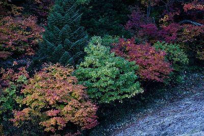 Plants growing on tree