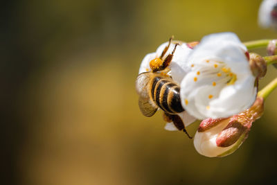 Close-up of insect on flower