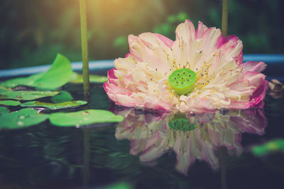 Close-up of water lily 