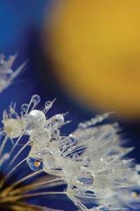 Close-up of jellyfish in water
