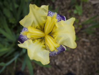 Close-up of yellow flower blooming outdoors