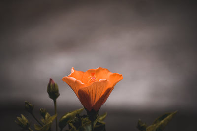 Close-up of orange rose flower