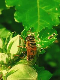 Close-up of insect on leaf