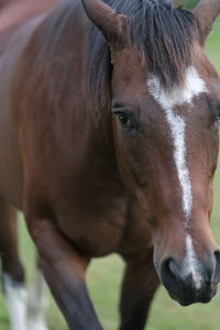 Close-up of horse