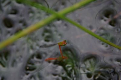 High angle view of frog on plant