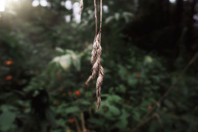 Close-up of rope hanging on tree