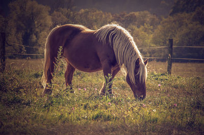 Horse grazing in field