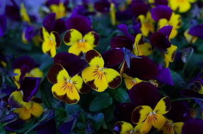 Close-up of yellow flowering plants