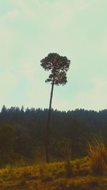 Tree in forest against sky