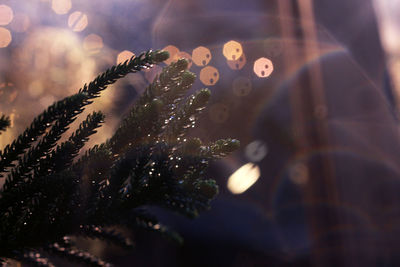 Close-up of woman on illuminated tree