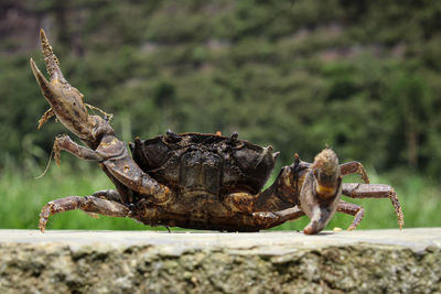 Close-up of lizard on rock