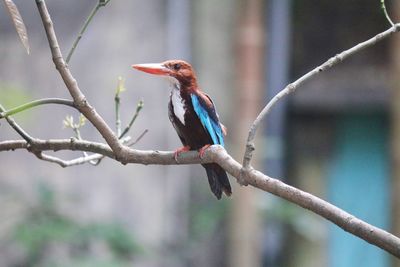 White throated kingfisher 