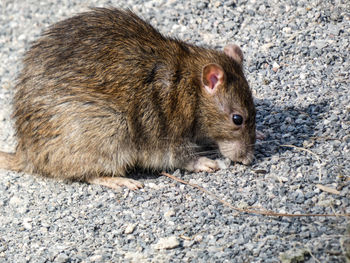 High angle view of rat on foot path 