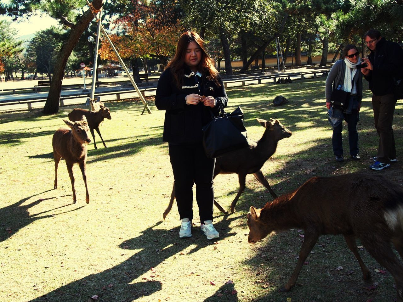 animal themes, domestic animals, mammal, lifestyles, leisure activity, men, togetherness, horse, full length, sunlight, shadow, two animals, working animal, casual clothing, person, tree, walking, street, riding