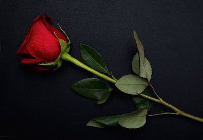 Close-up of roses against black background