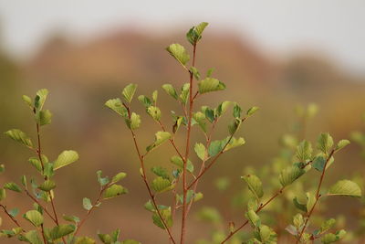 Close-up of fresh plant in field