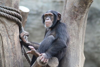 Monkey sitting on tree trunk