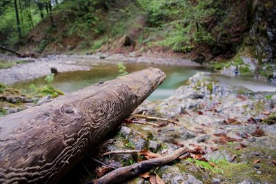 Close-up of abandoned stream