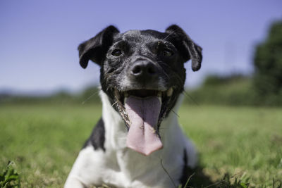 Portrait of dog resting on field against sky