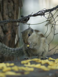 Close-up of a squirrel eating