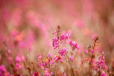 Close-up of butterfly on pink flower