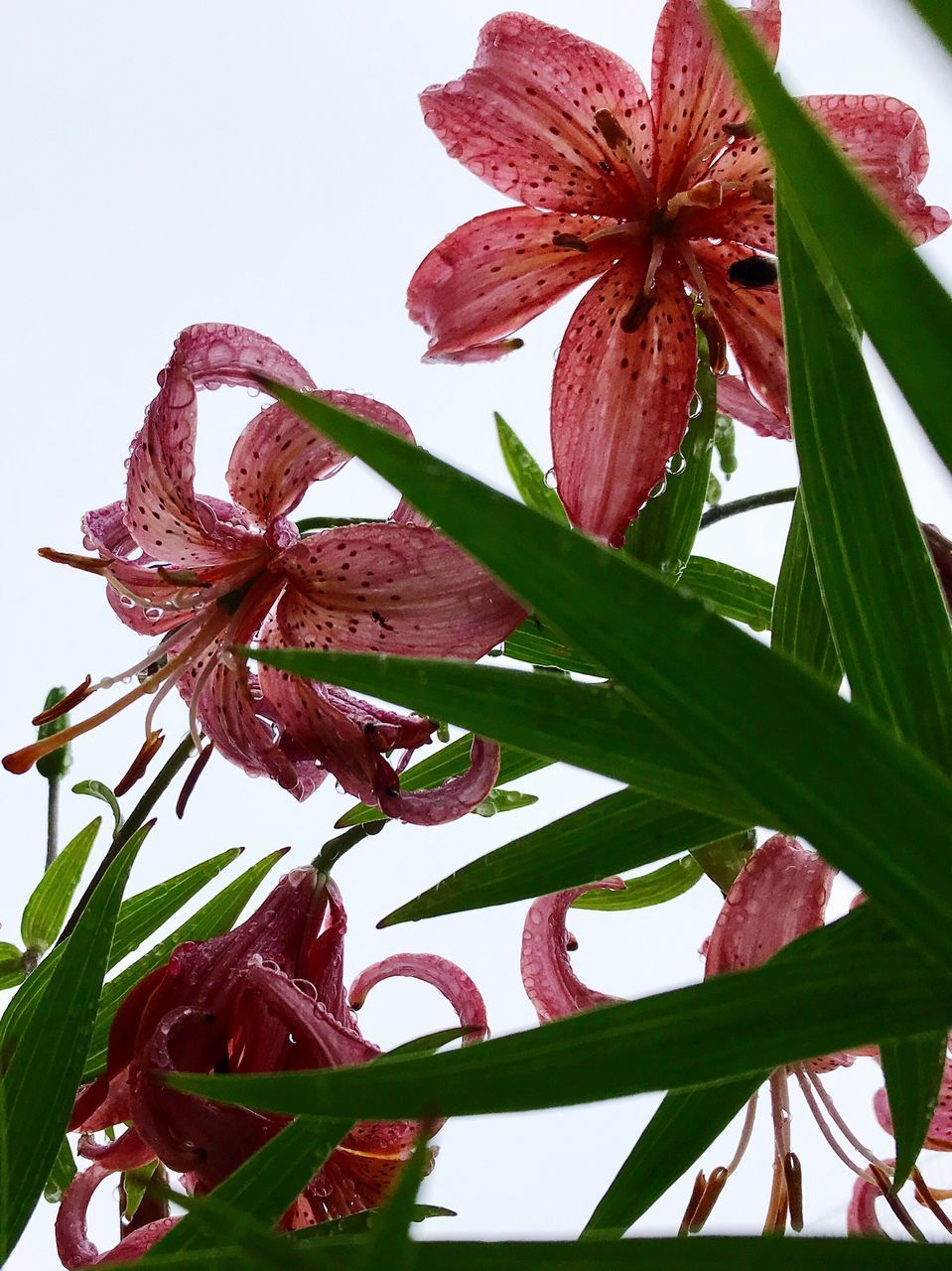 CLOSE-UP OF FLOWERING PLANT AGAINST SKY