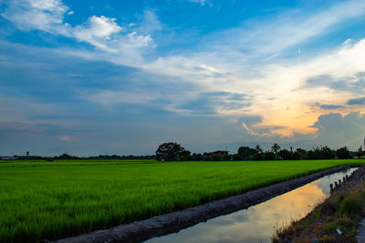 Scenic view of agricultural field against sky