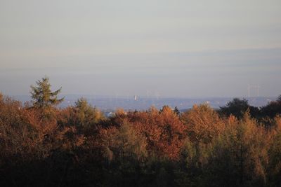 Trees growing in forest against sky during autumn