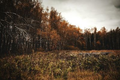 Trees growing on grassy field against sky