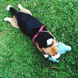 Dog resting on grassy field