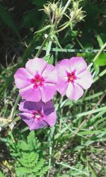 Close-up of pink flowers