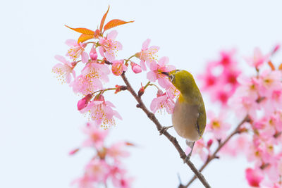 Low angle view of pink perching on tree against sky