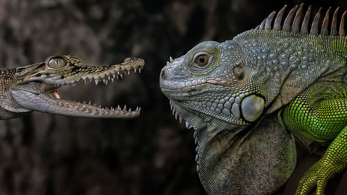 Close-up of iguana and crocodile