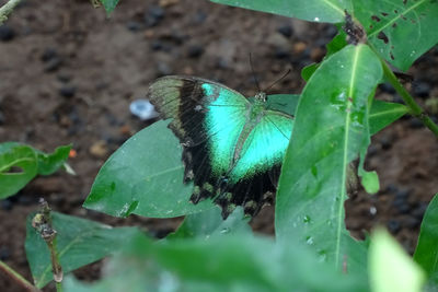 Close-up of butterfly on leaf