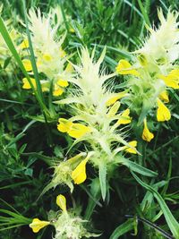 Close-up of yellow flower