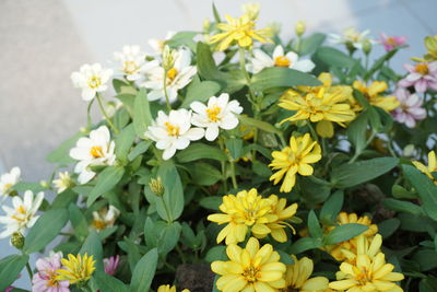 Close-up of yellow flowers blooming outdoors