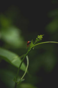 Close-up of insect on plant