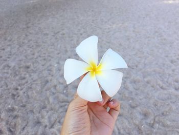 Close-up of hand holding white rose flower