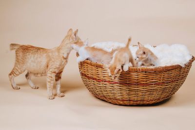 Sheep in a basket
