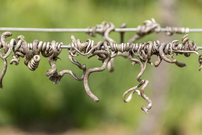 Close-up of barbed wire