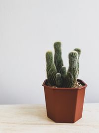 Potted plant on table against white background
