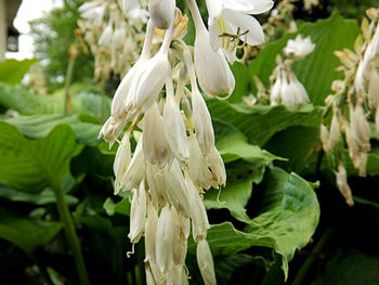 Close-up of white flowers