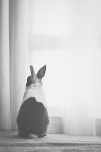 Rabbit sitting on window