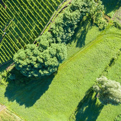 High angle view of green tree on field