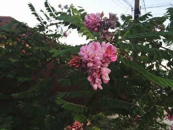 Close-up of pink flowering plants