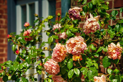Close-up of flowering plants